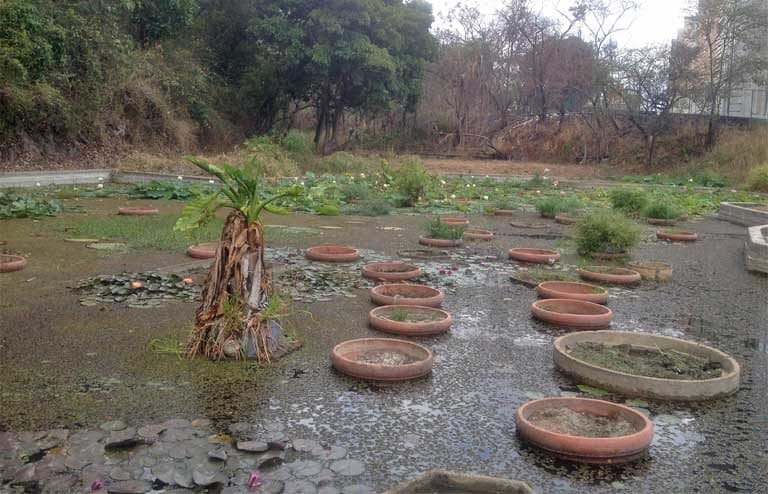 Miles de litros de agua se transportan con regularidad, normalmente a mano, para mantener las plantas de la laguna vivas, aunque muchas han muerto. Foto: Jeanfreddy Gutiérrez Torres.