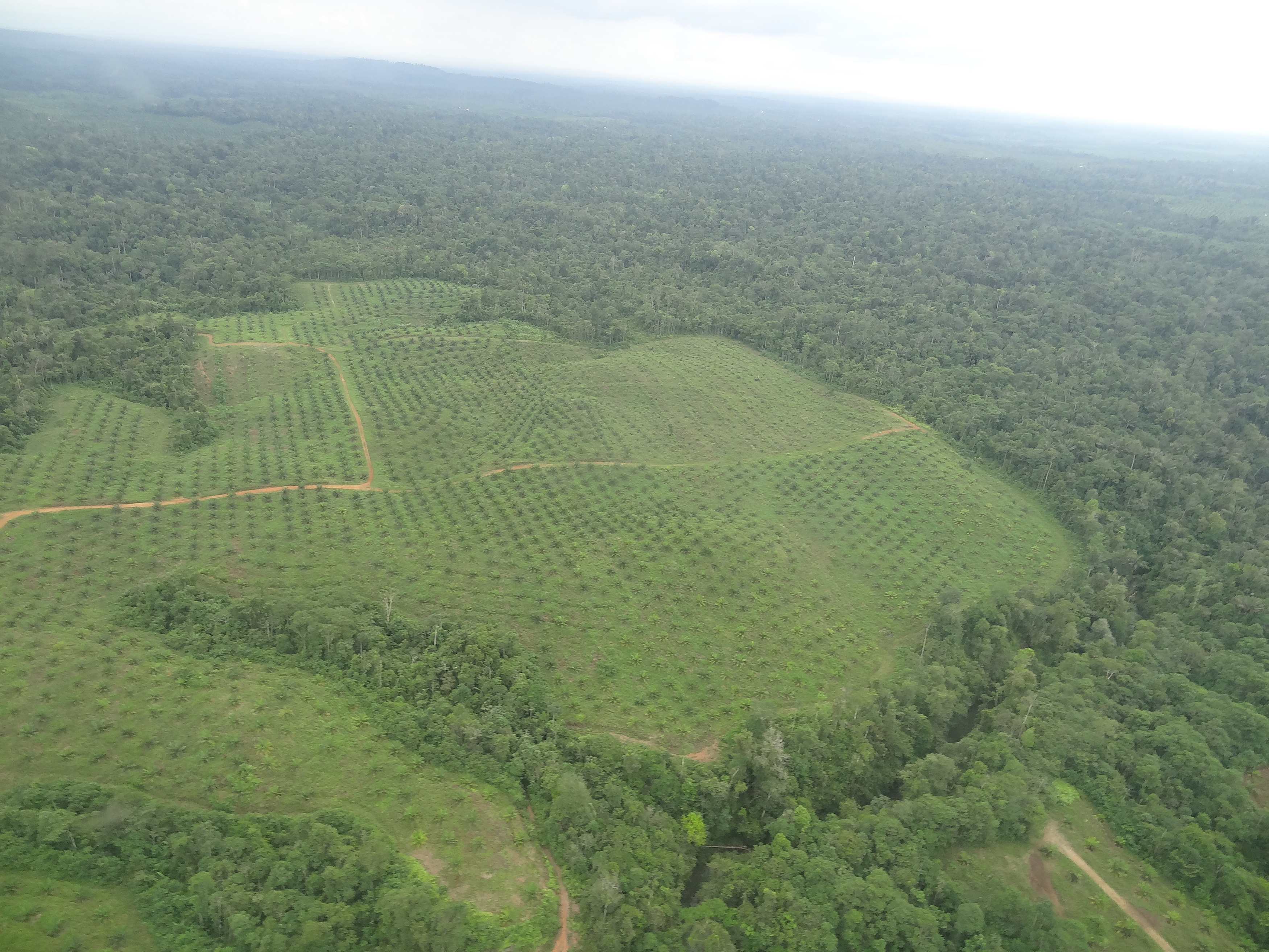 Palma de aceite en Ecuador. Vista aérea de la deforestación por palma en la provincia de Esmeraldas. Foto: Eduardo Rebolledo.