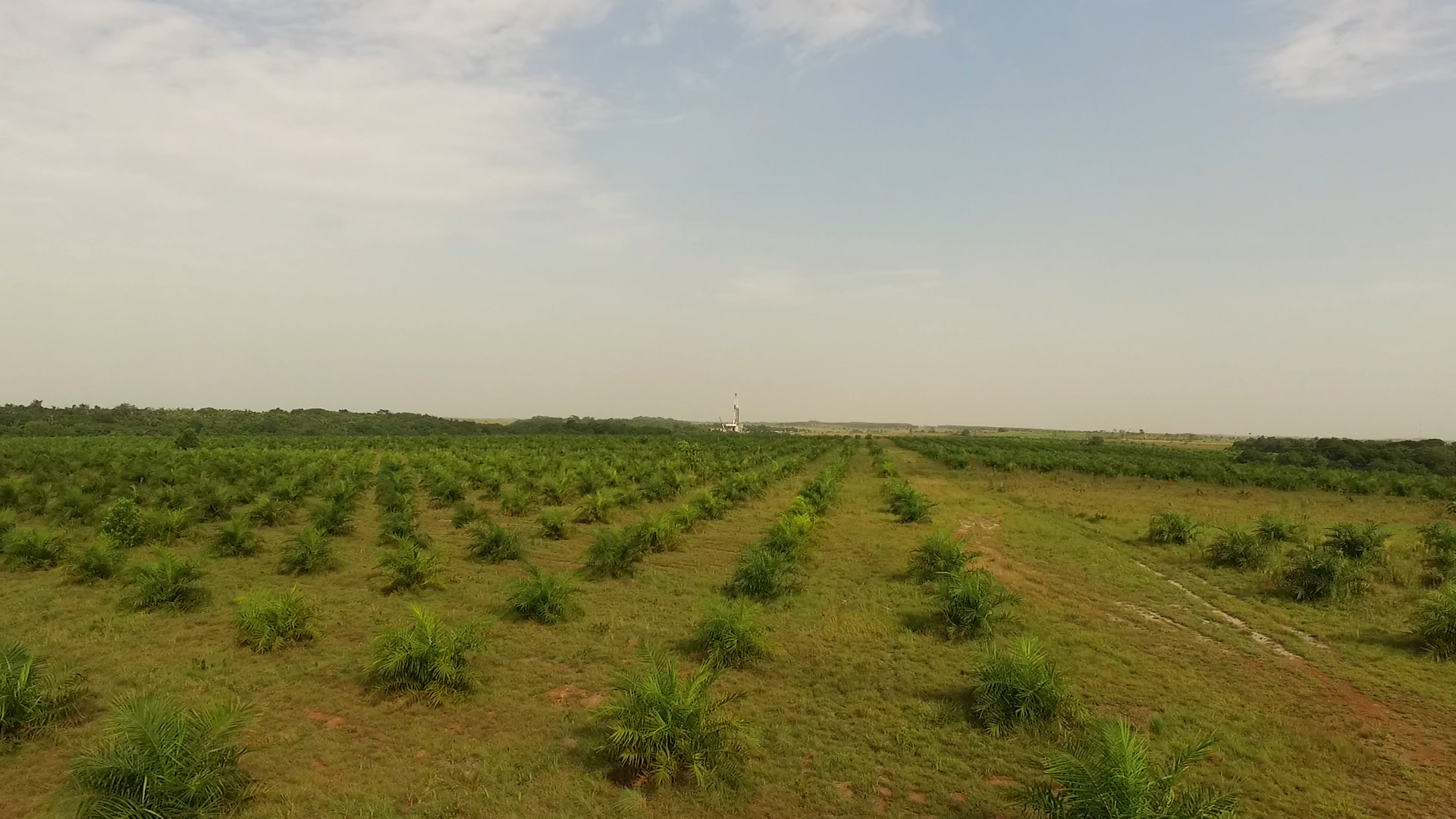 Palma de aceite en Colombia. 3500 hectáreas de palma se abastecen del río Tillavá. Foto: Álvaro Avendaño.