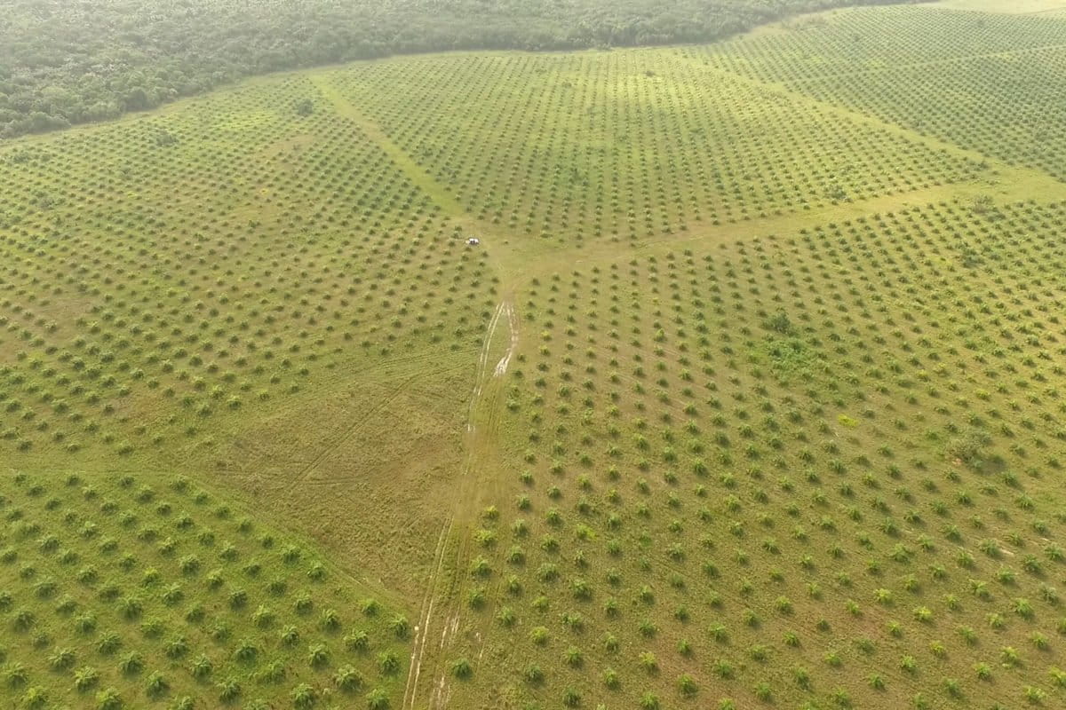 Palma de aceite en Colombia. Plantaciones de palma de aceite en Puerto Gaitán. Foto: Álvaro Avendaño.