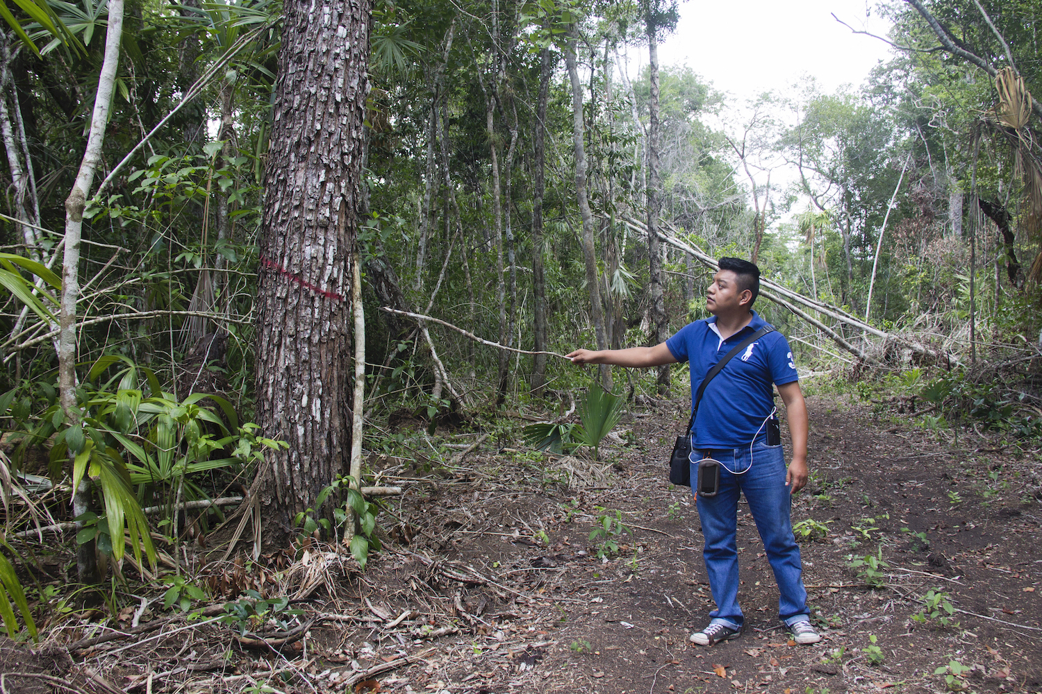 Conservación de la selva maya. Ariel Alvarado, técnico forestal de Carmelita, una comunidad forestal de Petén, Guatemala, muestra un árbol que ha sido marcado como “próxima cosecha”, al no alcanzar el diámetro ideal para su corte. Foto: Jorge Rodríguez