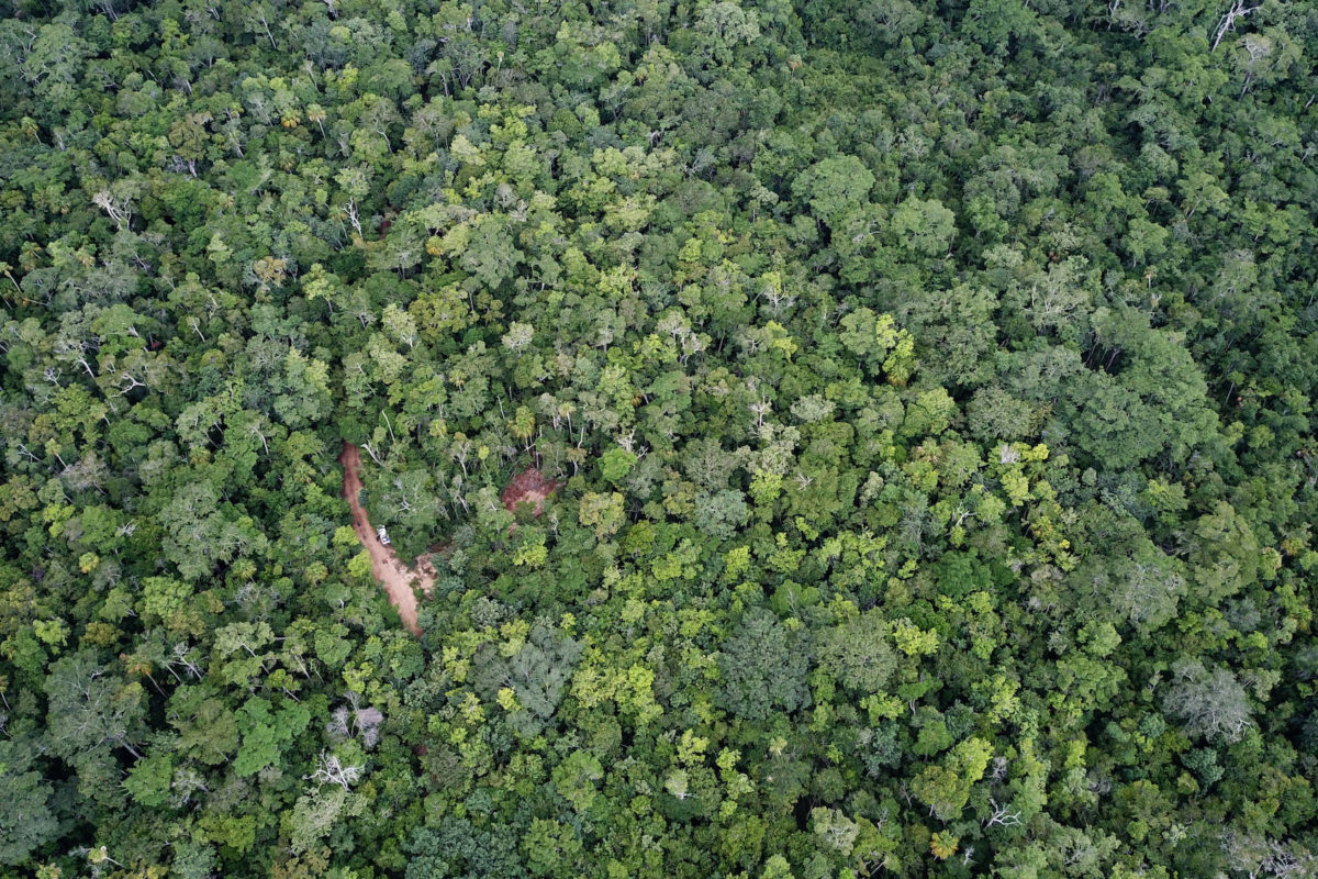 Conservación de la selva maya. Esta fue la primera zona de aprovechamiento trabajada por la comunidad de Carmelita. Después de 16 años de regeneración natural, el bosque no muestra señales de impacto negativo. Foto: Carlos Duarte