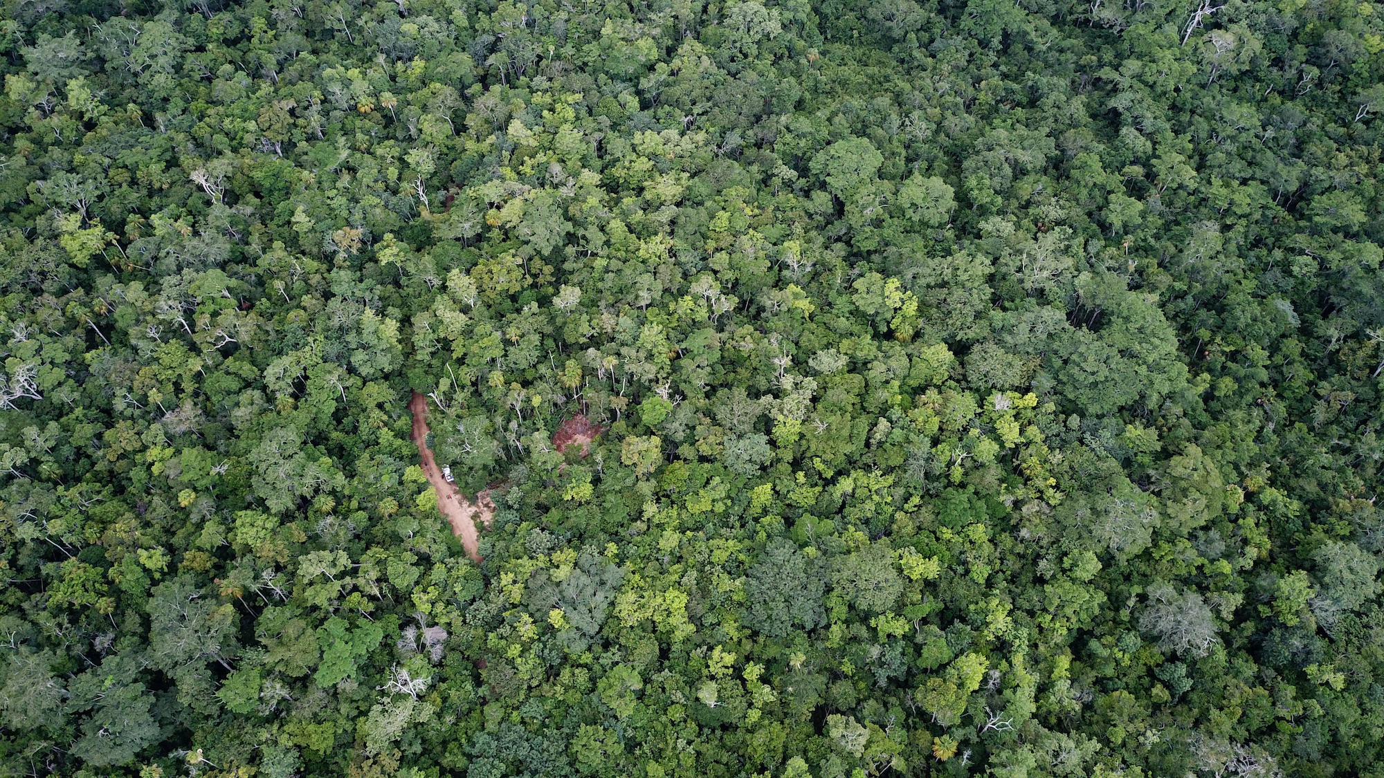 Conservación de la selva maya. Esta fue la primera zona de aprovechamiento trabajada por la comunidad de Carmelita. Después de 16 años de regeneración natural, el bosque no muestra señales de impacto negativo. Foto: Carlos Duarte