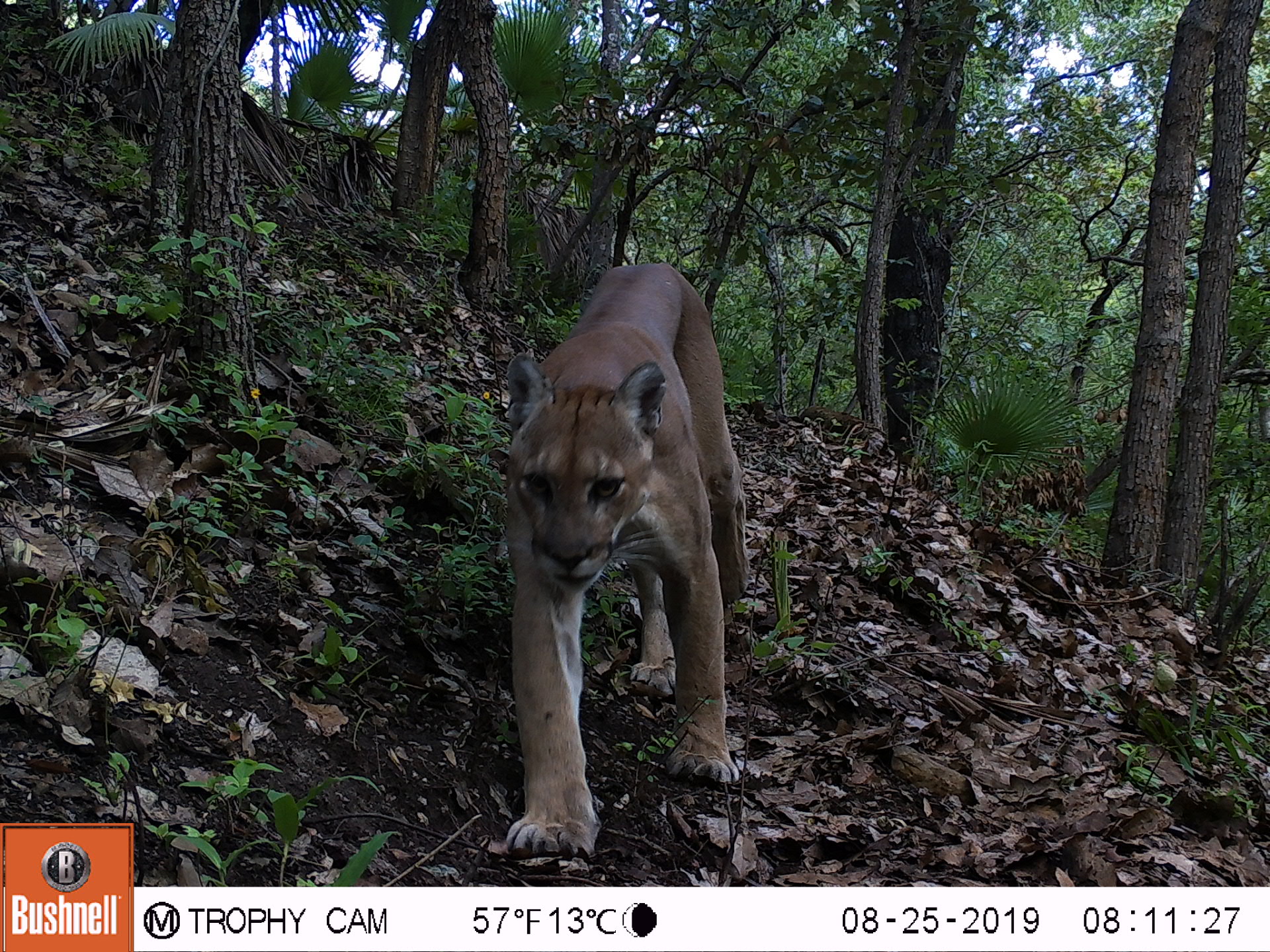 Puma-Oaxaca