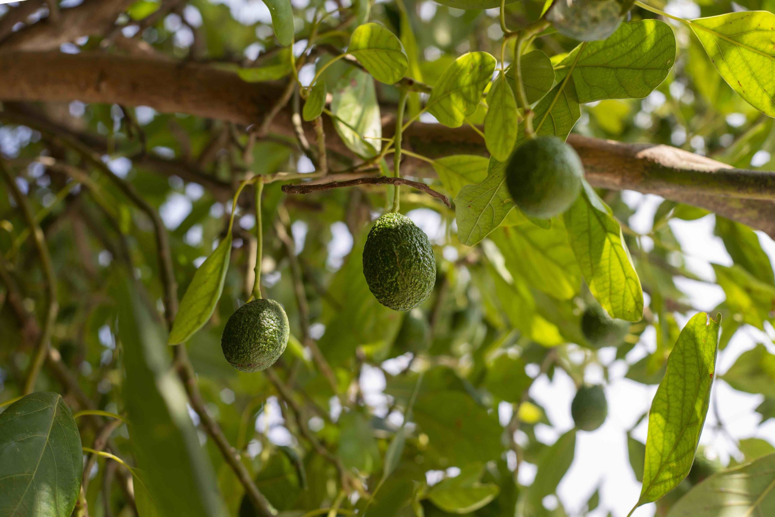 AGUACATE MÉXICO