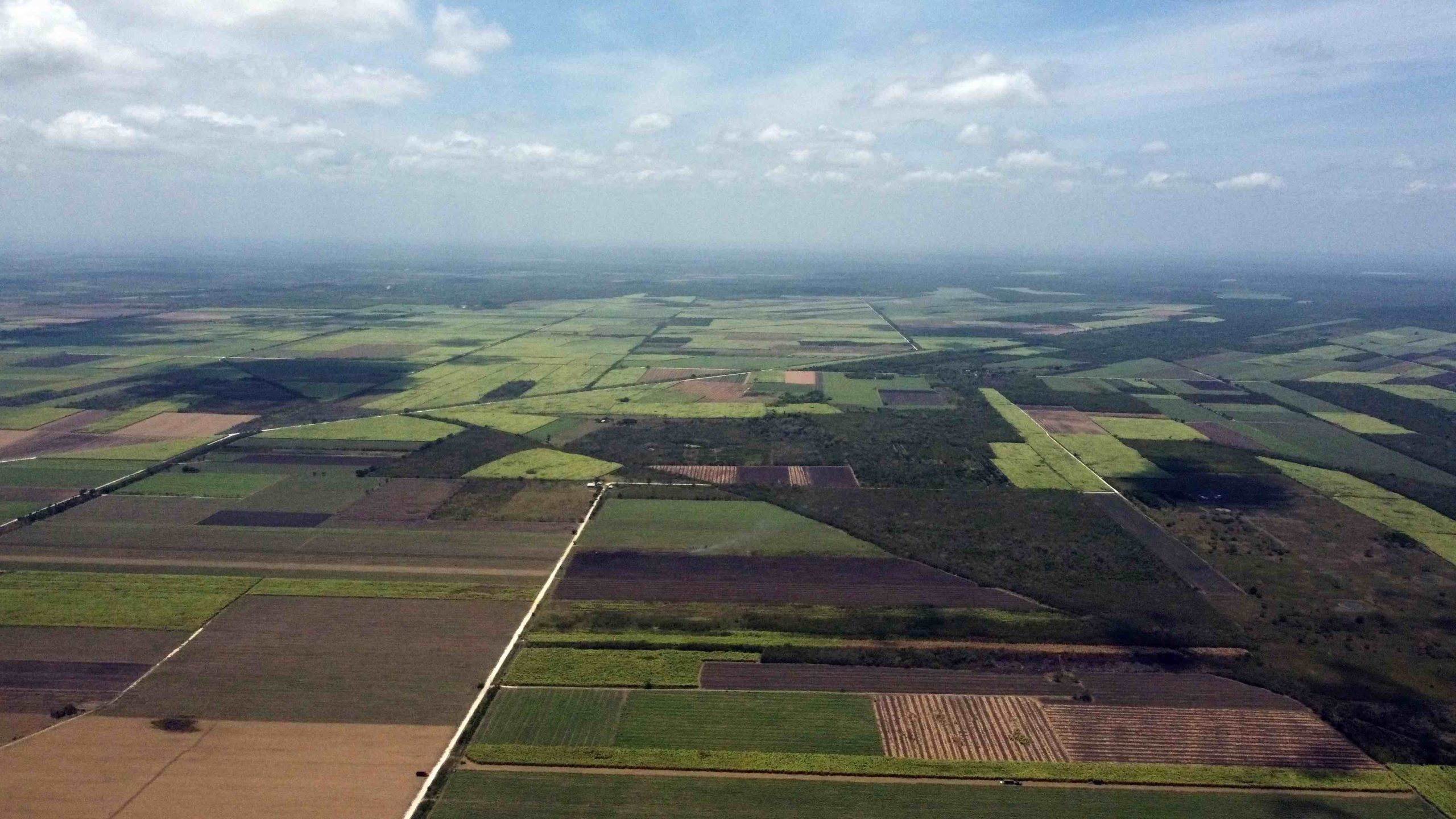 Caña de azúcar: el monocultivo que transformó al sur de Quintana Roo