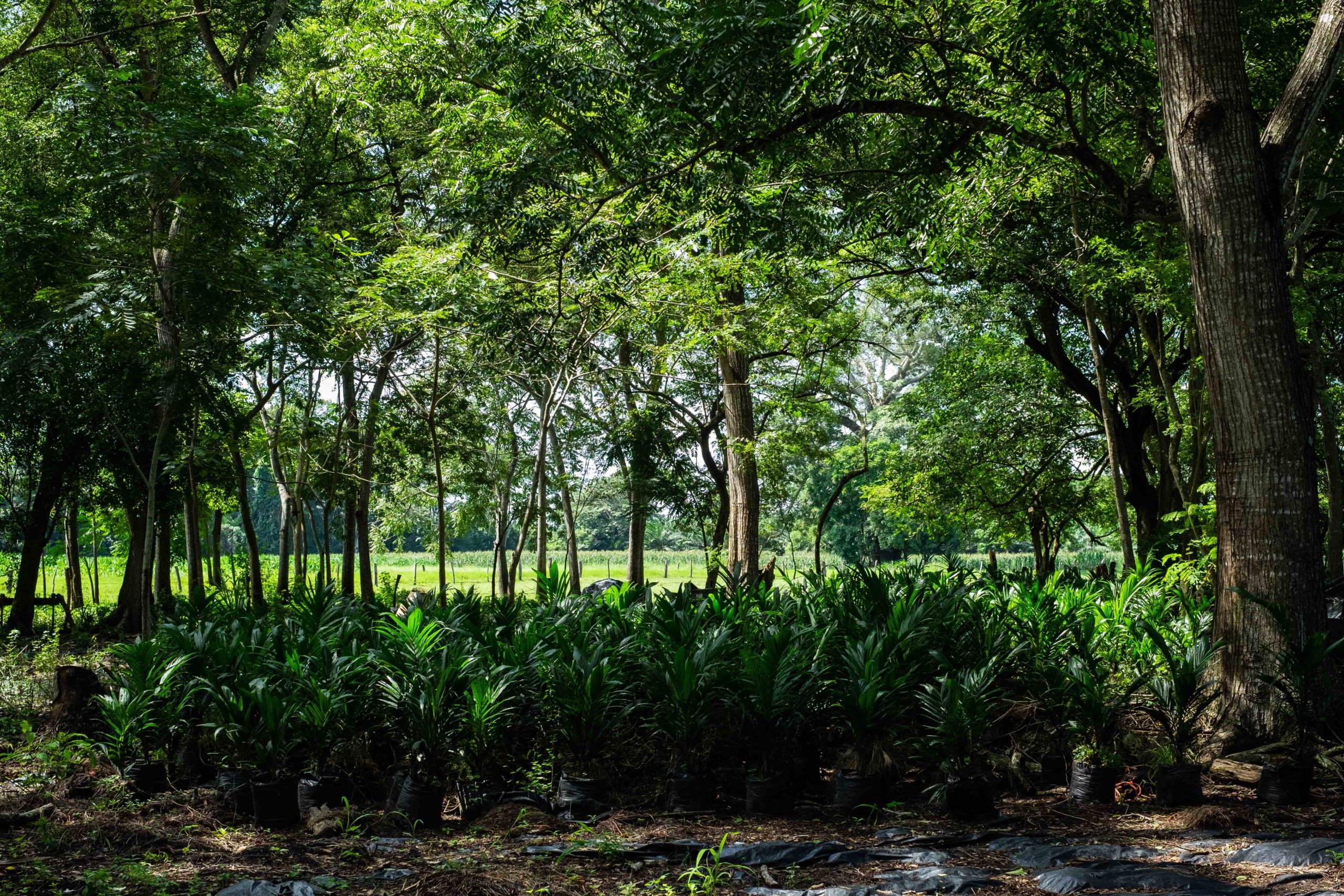 Palma de aceite las plantaciones que acorralan a selvas y manglares en el sureste de México