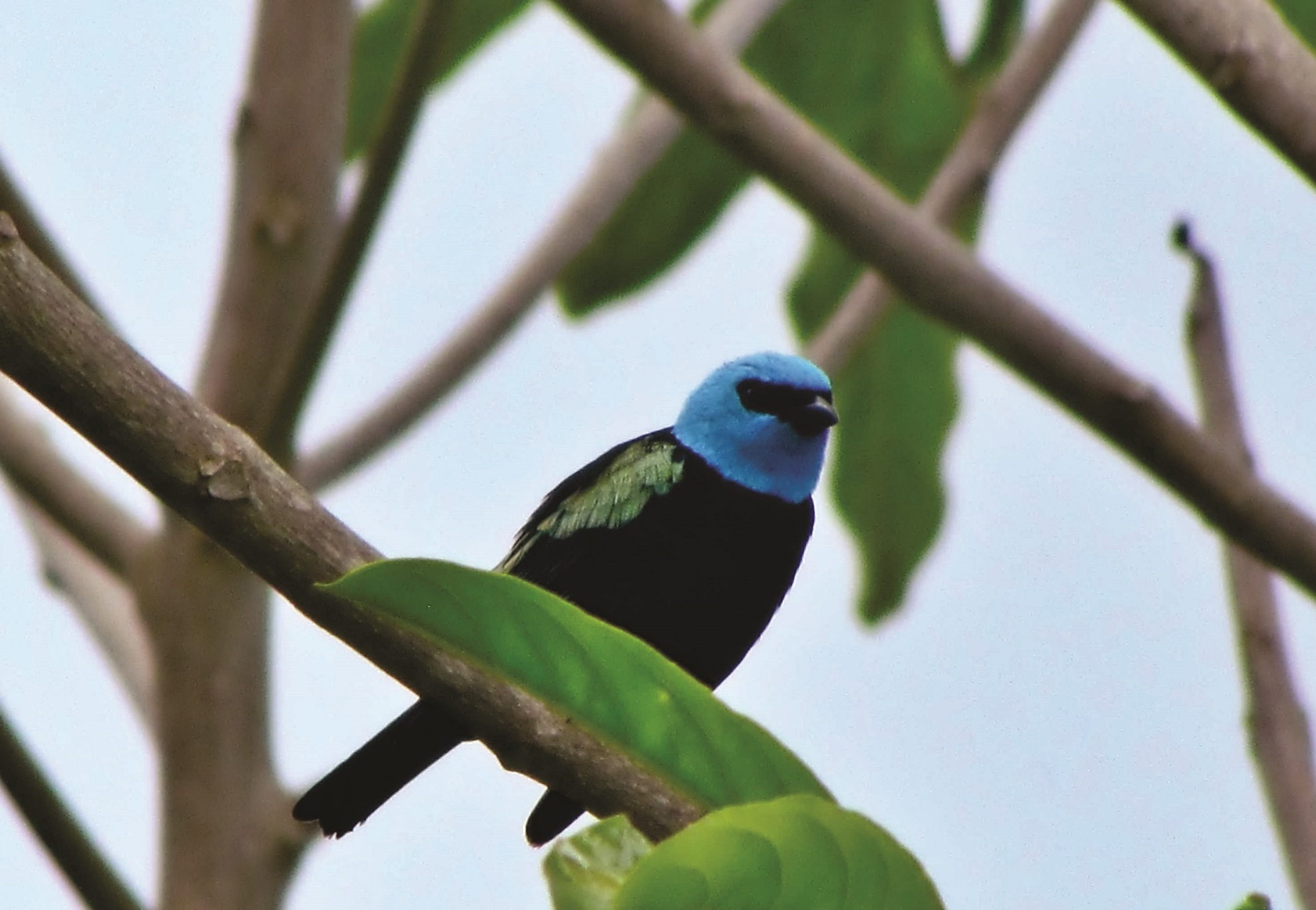 Avifauna en Carpish. Foto: NCI.