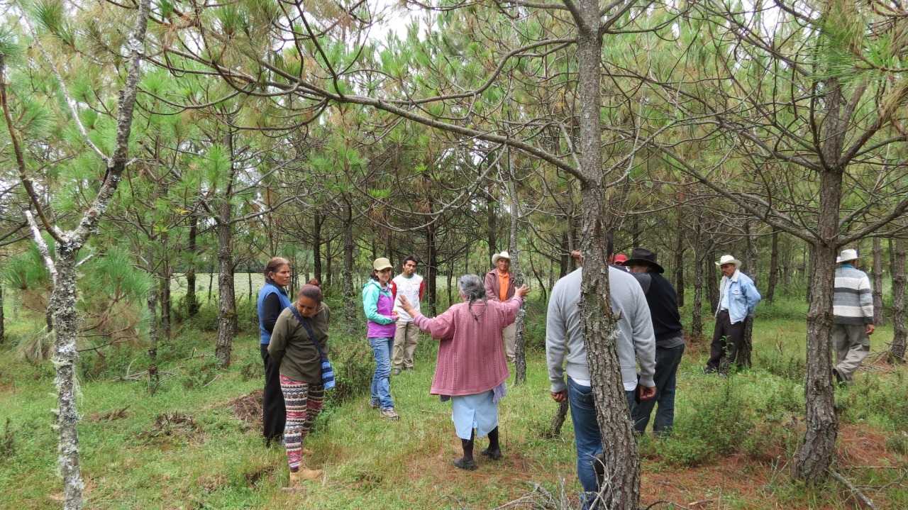Community forest enterprises provide win for forests and people Study