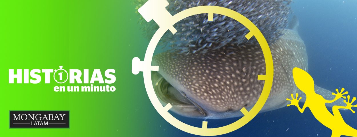 Foto: Centro de Investigación para Tiburones.