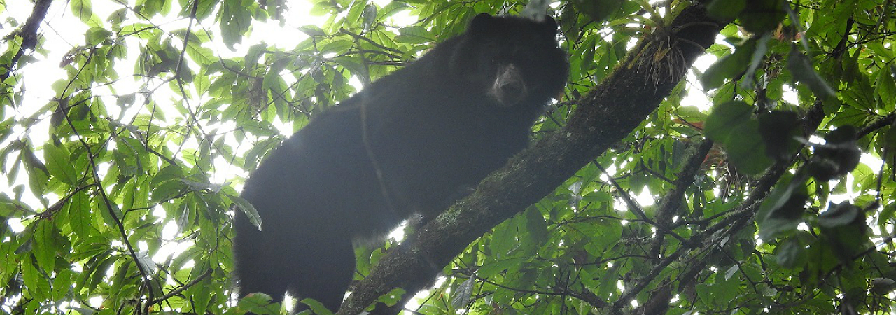 Cámaras trampa en el sur de Colombia. El oso de anteojos está catalogado como Vulnerable según la UICN. Foto: CAM.