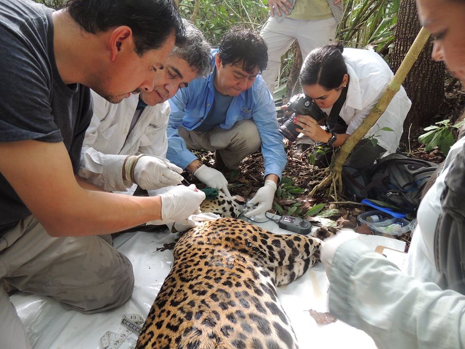Gerardo Ceballos-jaguar-Calakmul