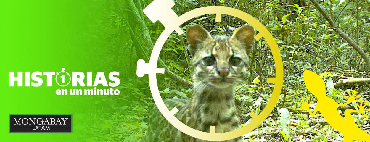 Composición a partir de imagen de tirica (Leopardus guttulus). Foto: Cámara-trampa - Diego Varela
