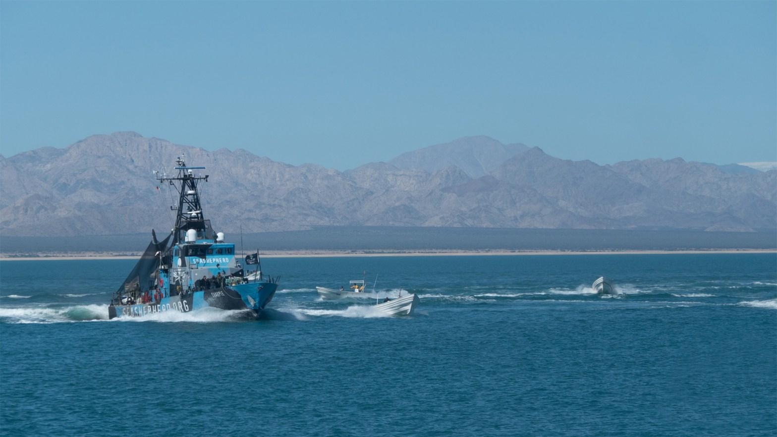 Ataques en el Golfo de California-Vaquita Marina