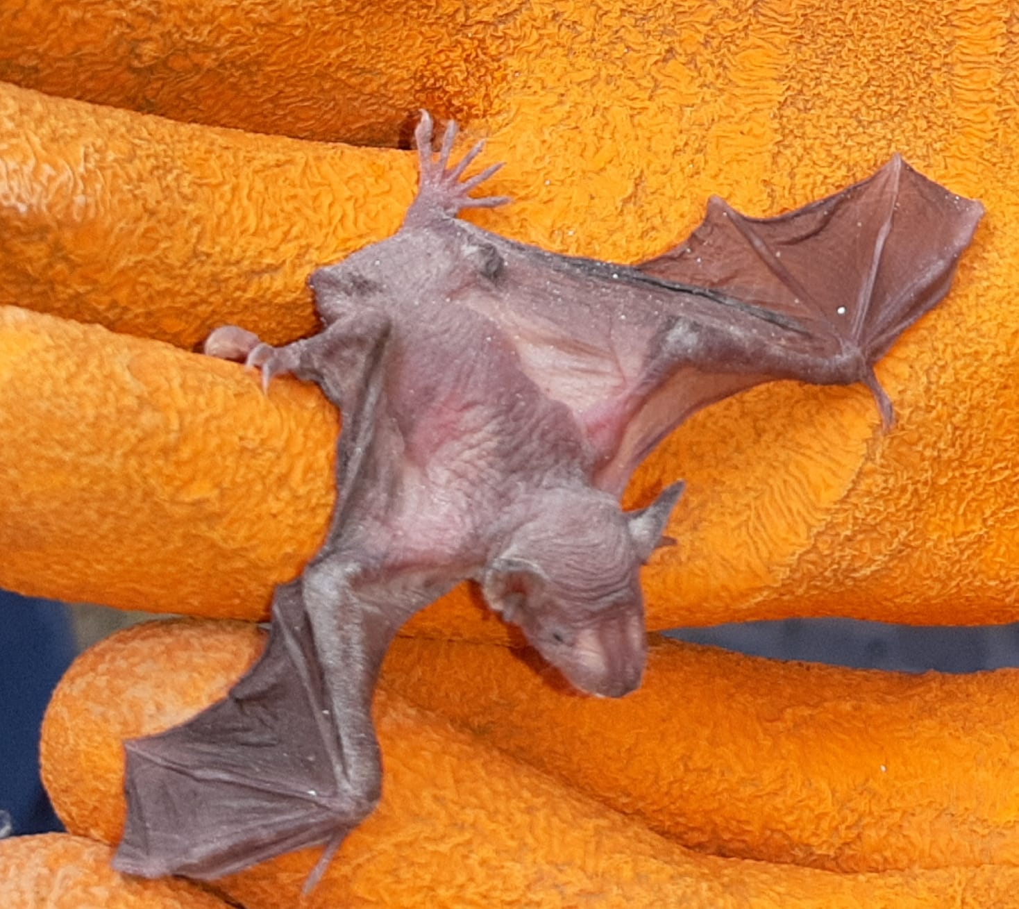 Murciélagos rescatados en Culden, Distrito de Catache, Perú