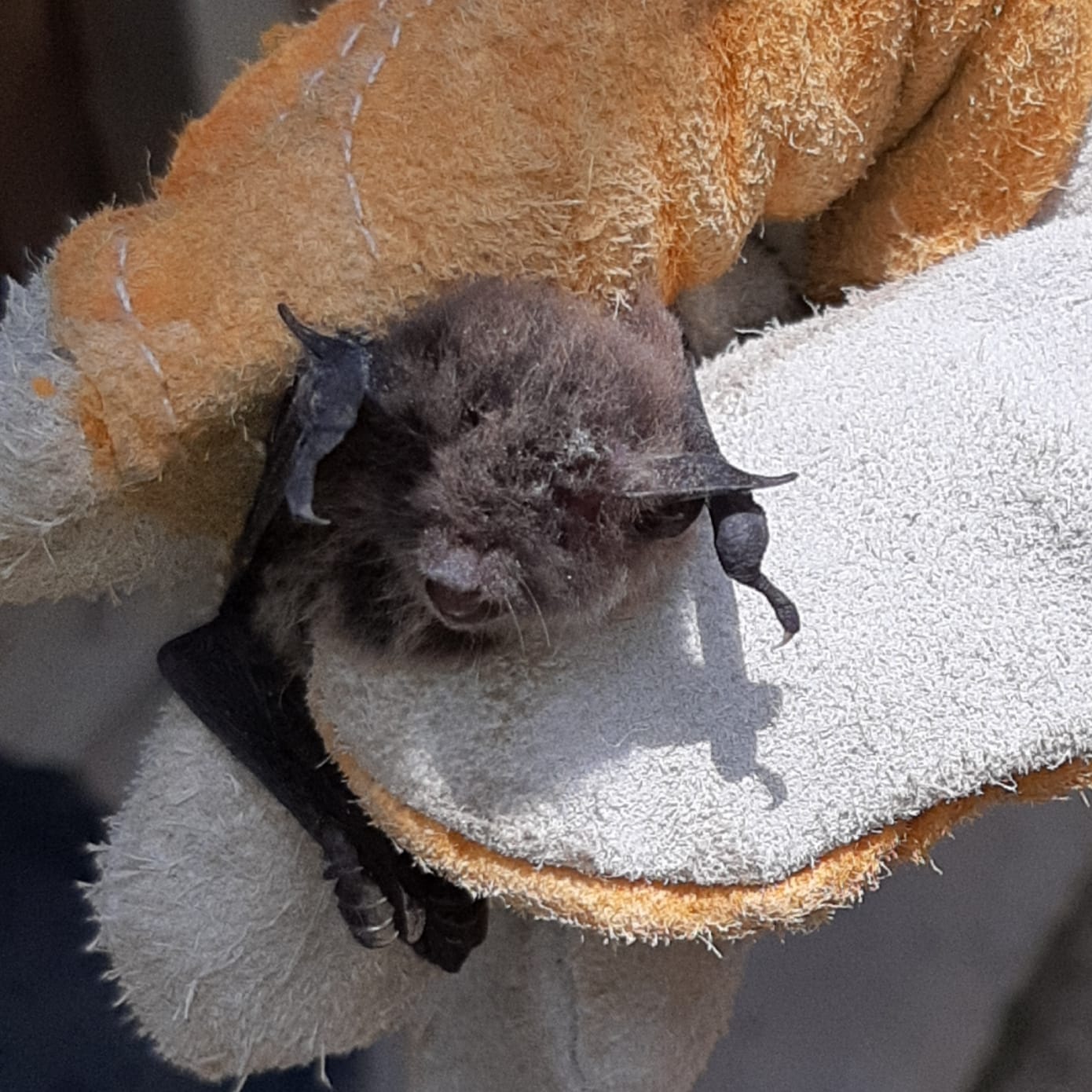 Bats Resistant To Viruses But Not To Humans