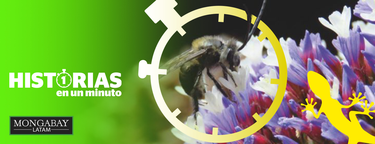 composición a partir de una imagen de una abeja de Colombia. Foto: Cortesía CAR.