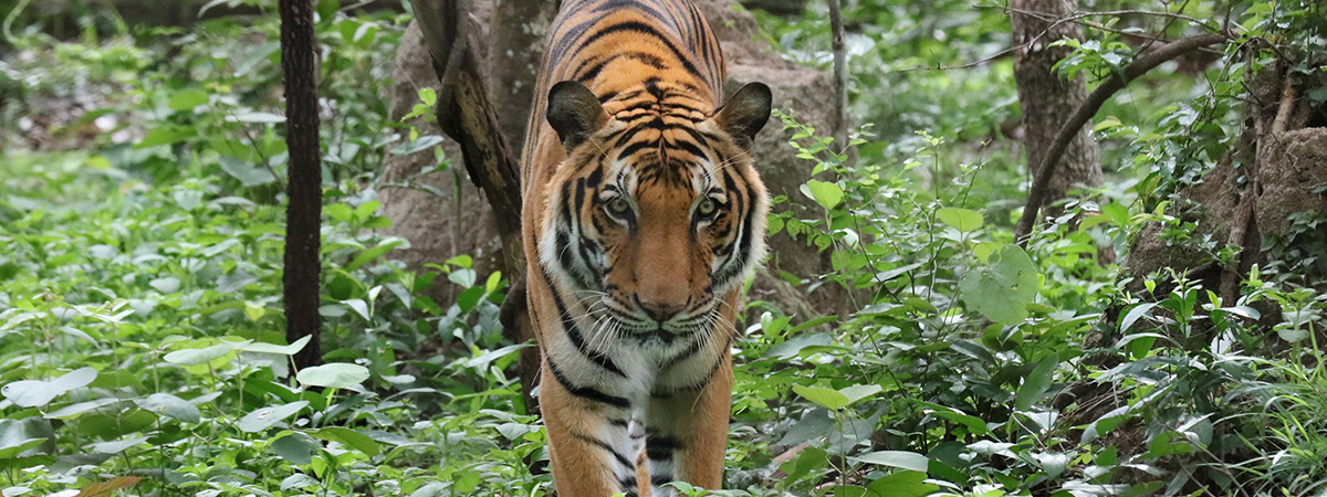 Tigre con coronavirus. Tigre en Camboya. Foto: Rhett A. Butler.