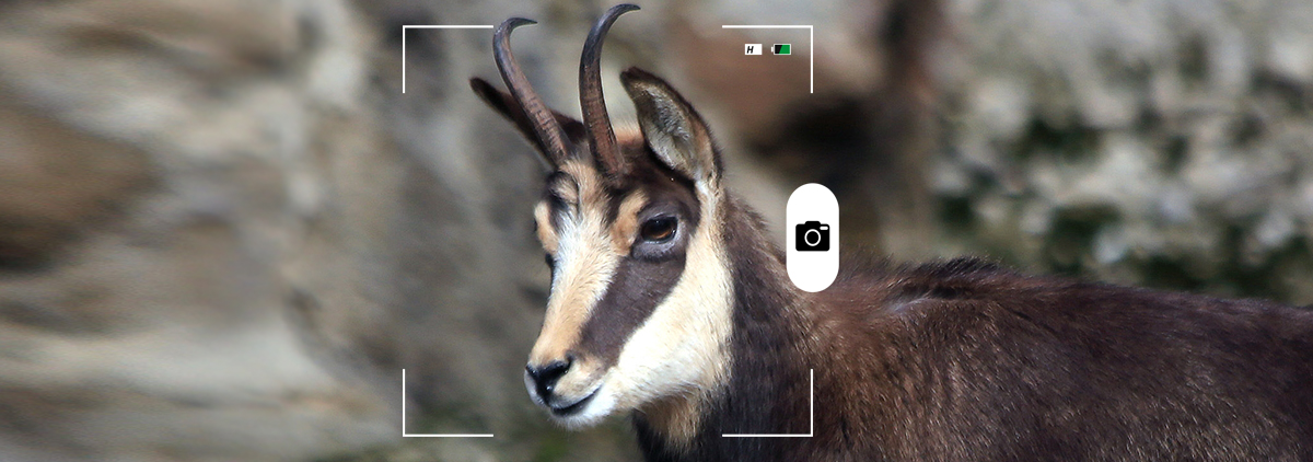 Composición de Mongabay Latam en base a una fotografía de una gamuza de Manfred Werner - Tsui - Wikimedia Commons.