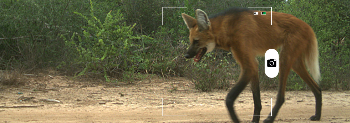 Composición a partir de una imagen de un lobo de crin (Chrysocyon brachyurus) en el bosque seco del Chaco en La Fidelidad, Argentina. Se trata de uno de los habitantes del Chaco, donde avanza la soja sobre el bosque nativo. Foto: cortesía de Verónica Quiroga.