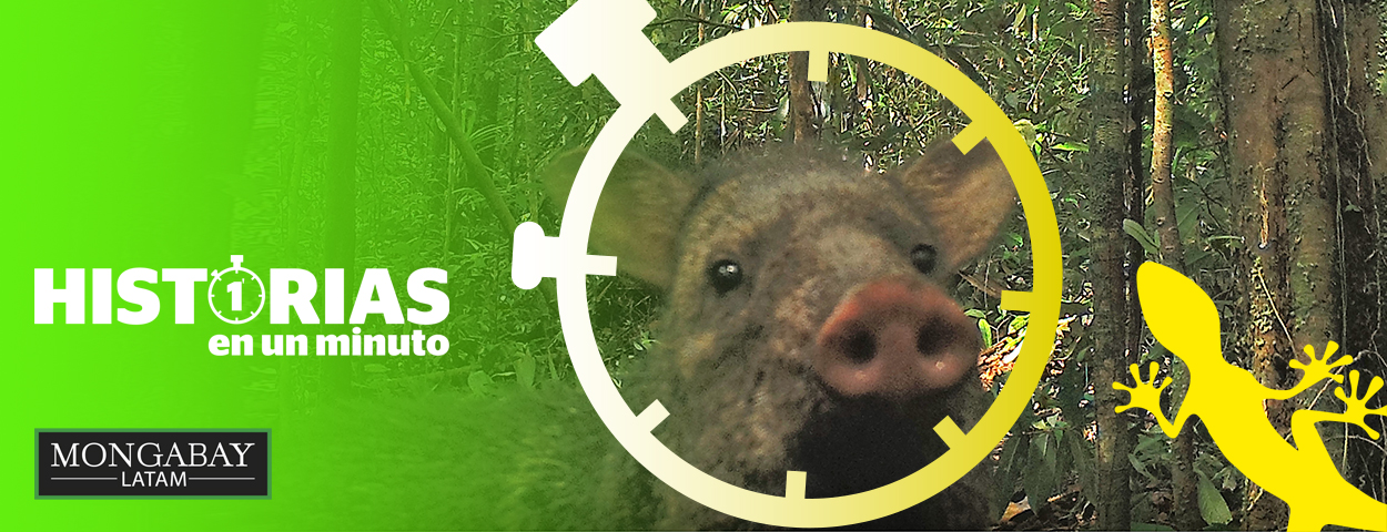 Composición a partir de imagen de un saino o puerco de monte (Pecari tajacu). Foto: Parques Nacionales Naturales de Colombia, Conservación Internacional y Amazon Conservation Team.