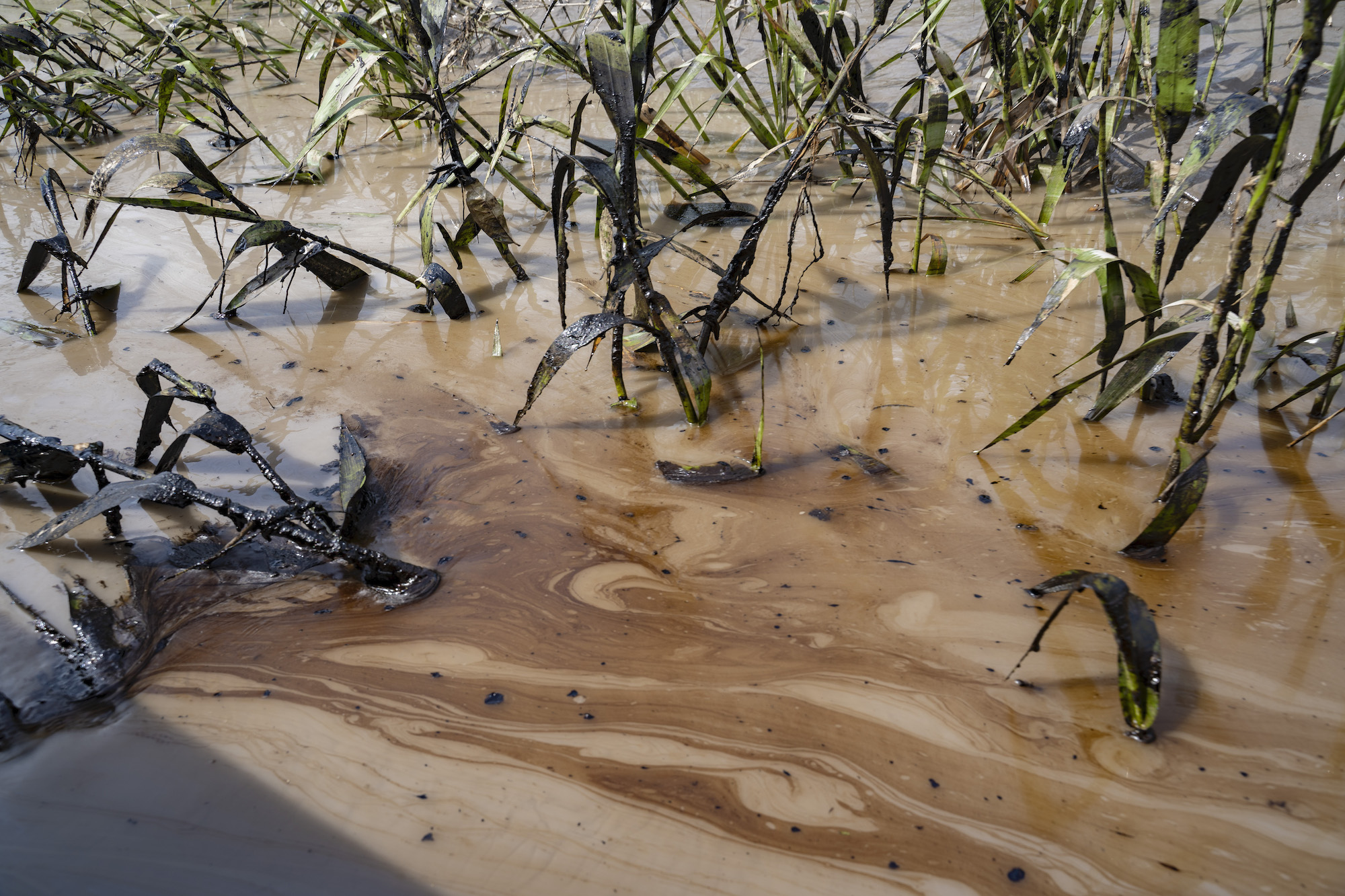 Derrame de petróleo. Manchas de petróleo en el río Coca cerca de las comunidades indígenas de Amarunmesa y San Carlos, Sucumbíos, Amazonía ecuatoriana, 10 de abril de 2020. Foto: Telmo Ibarburu.