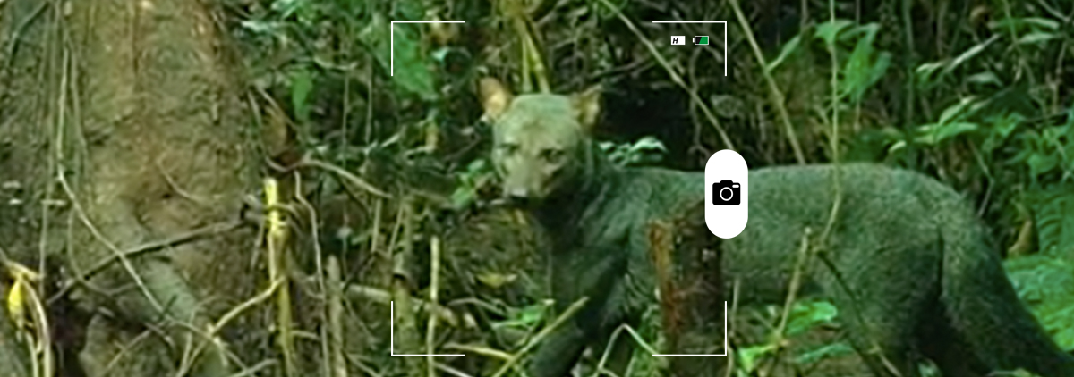 composición a partir de captura de video de un perro de orejas cortas. Crédito: Sam McHugh.