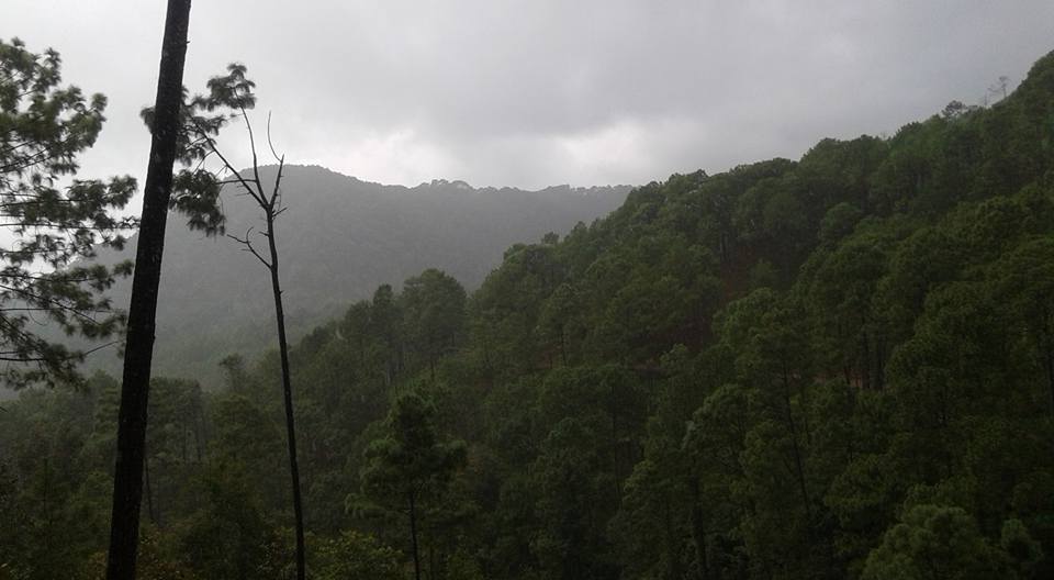 Bosques del sur de Jalisco