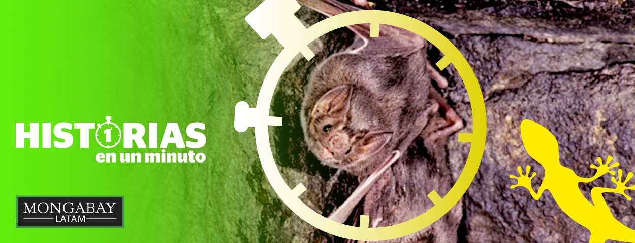 Composición a partir de una imagen de Desmodus rotundus, vampiro común que habita desde el sur de EEUU hasta el sur de Sudamérica. Foto: MerlinTuttle.org / Merlin Tuttle's Bat Conservation.