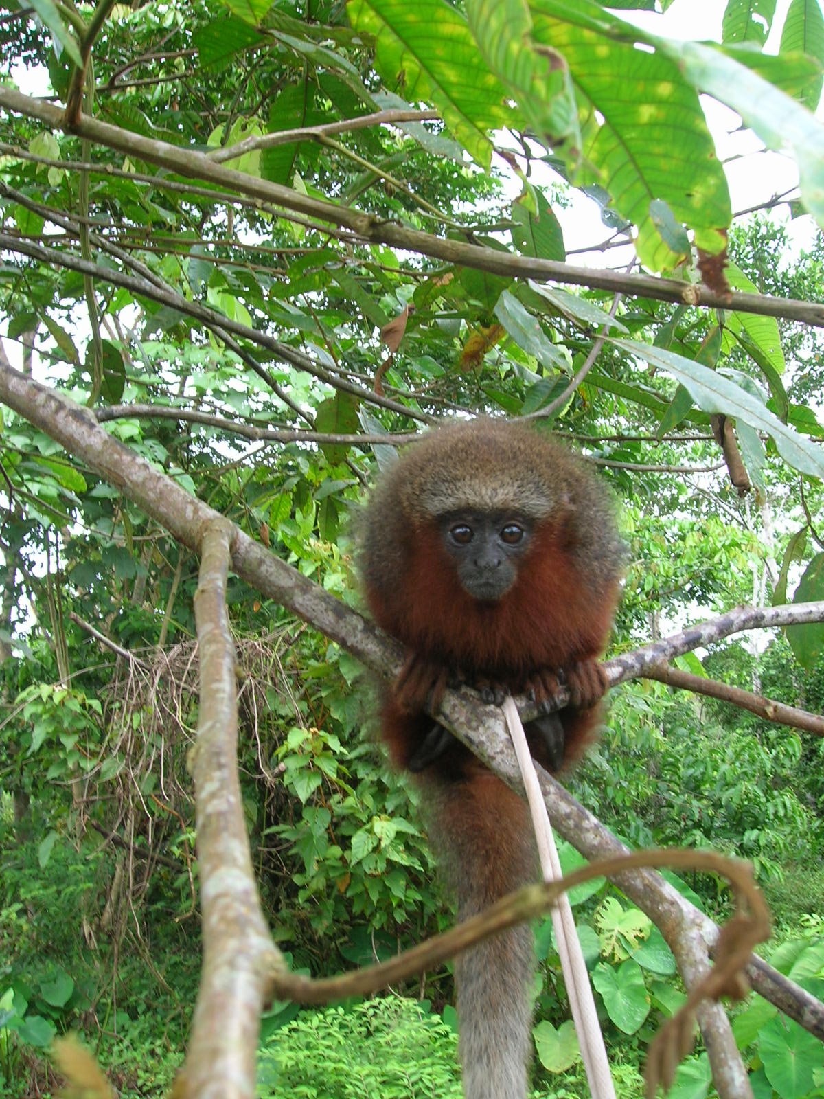 Conservación de primates. Tití rojo (Plecturocebus discolor). © Rubén Cueva/WCS.