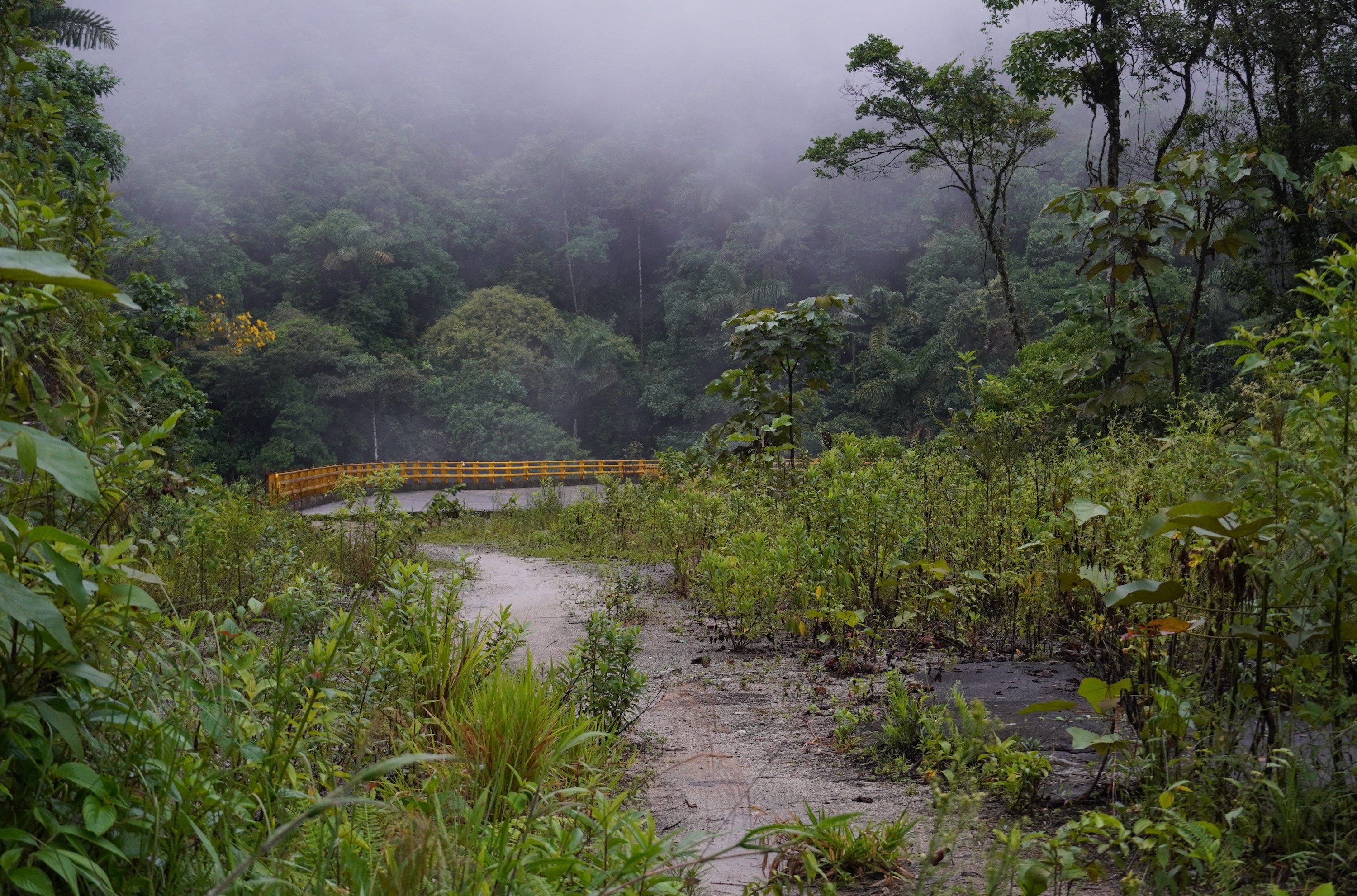 El puente se estrella contra la reserva forestal, la obra esta inconclusa. La vía previa, entregada en 2017, se está convirtiendo nuevamente en selva. Foto: María Fernanda Lizcano.