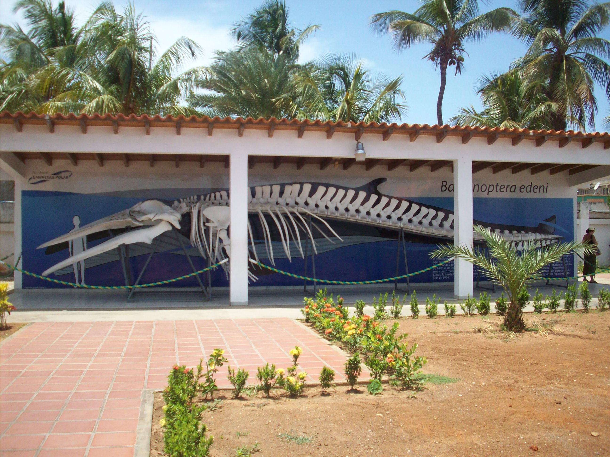 Crisis ONG Venezuela. Esqueleto de ballena en la entrada del Museo Marino de Margarita. Foto: Museo Marino de Margarita.