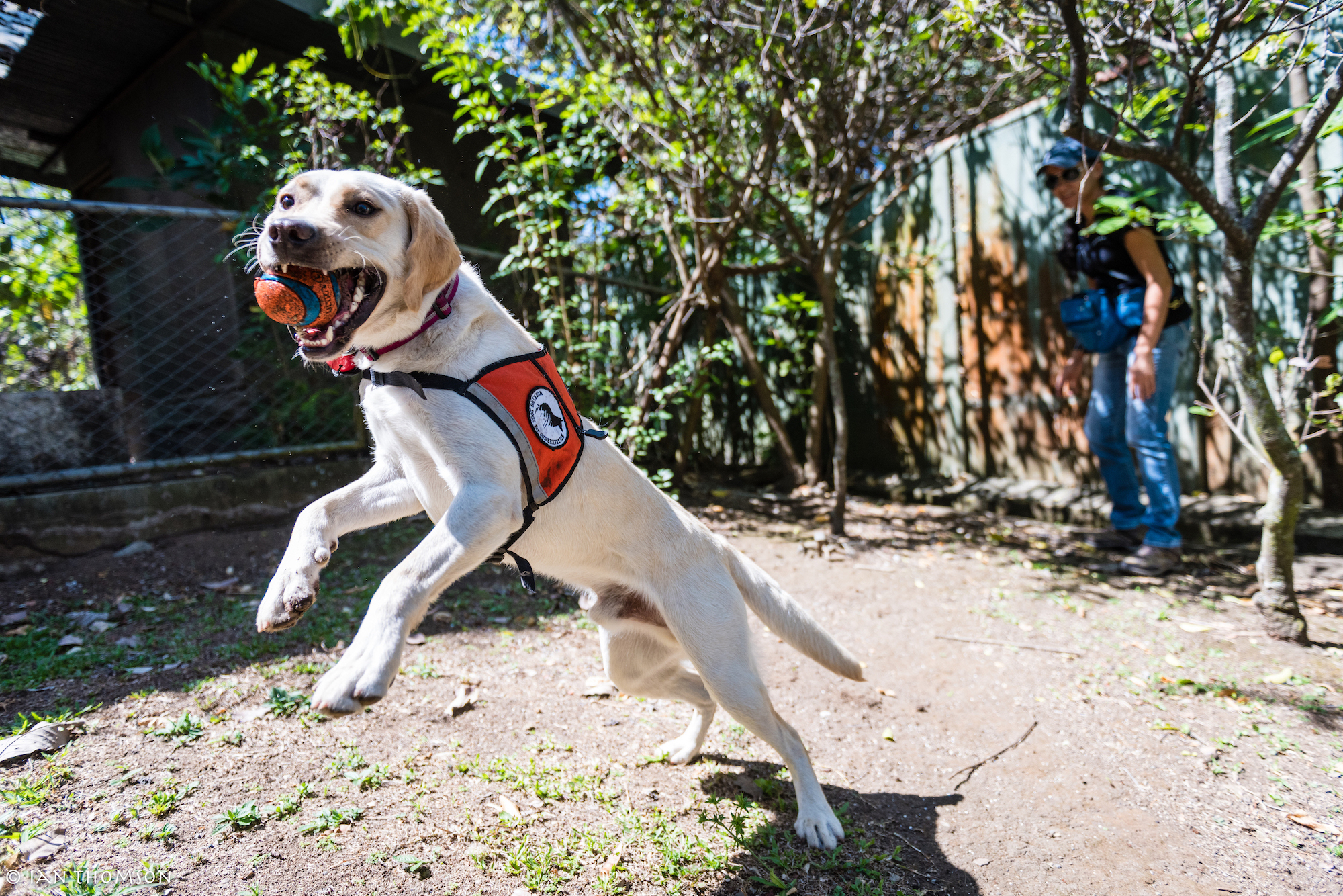 Perro rastreador de felinos. Cuando Tigre no está trabajando, se dedica a ser mascota. Solo hay que tener un cuidado: no puede jugar con bolas. Esas están reservadas como recompensa por el buen trabajo. Foto: Ian Thomson.