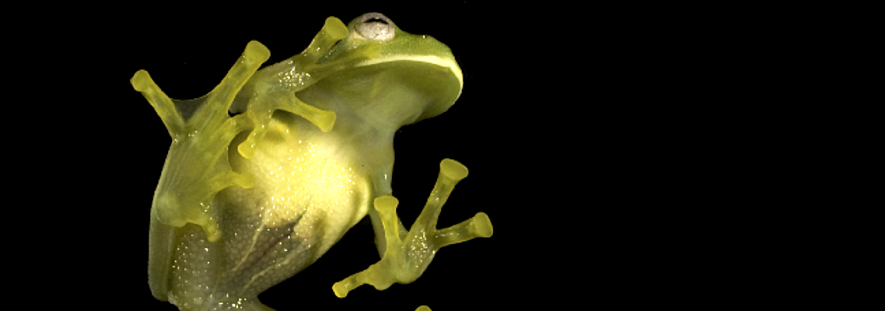 Ranas de Cristal. Centrolene buckleyi. Especie críticamente amenazada. Foto Eduardo Toral.