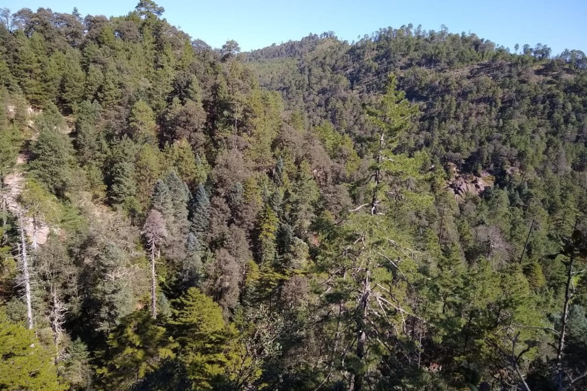 Bosques comunitarios en Durango