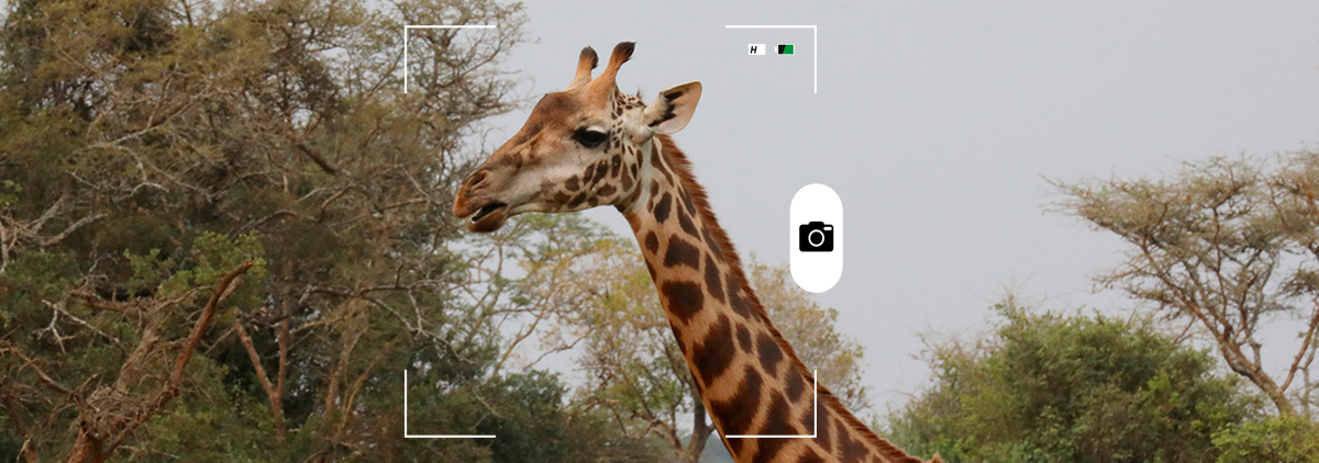 Composición para Candid Animal Cam con una fotografía de una jirafa. Crédito: Rhett A. Butler / Mongabay