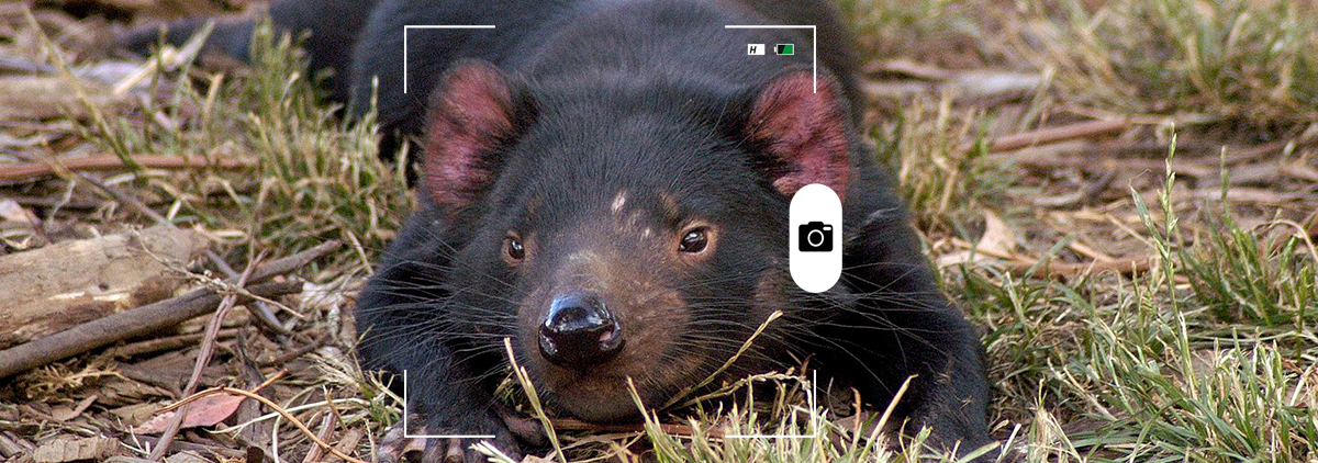 Composición para Candid Animal Cam de un demonio de Tasmania al sol. Foto: Wayne McLean / Wikimedia Commons