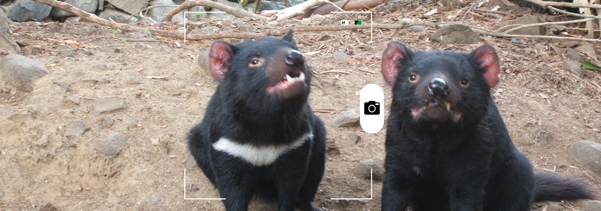 Composición hecha por Mongabay Latam a partir de una foto de dos demonios de Tasmania. Crédito: Willis Lim / Wikimedia Commons