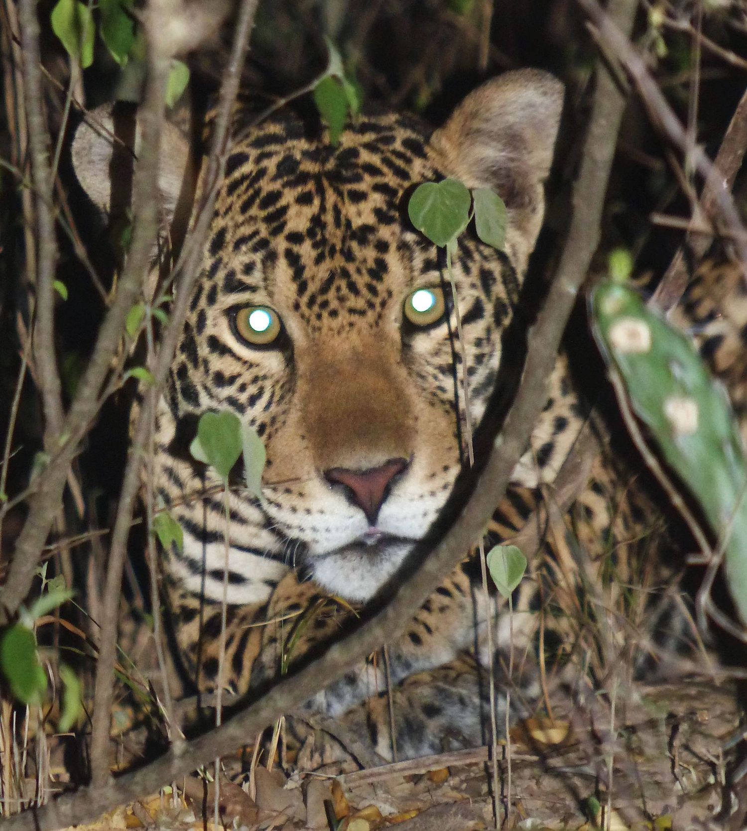 jaguares en bolivia