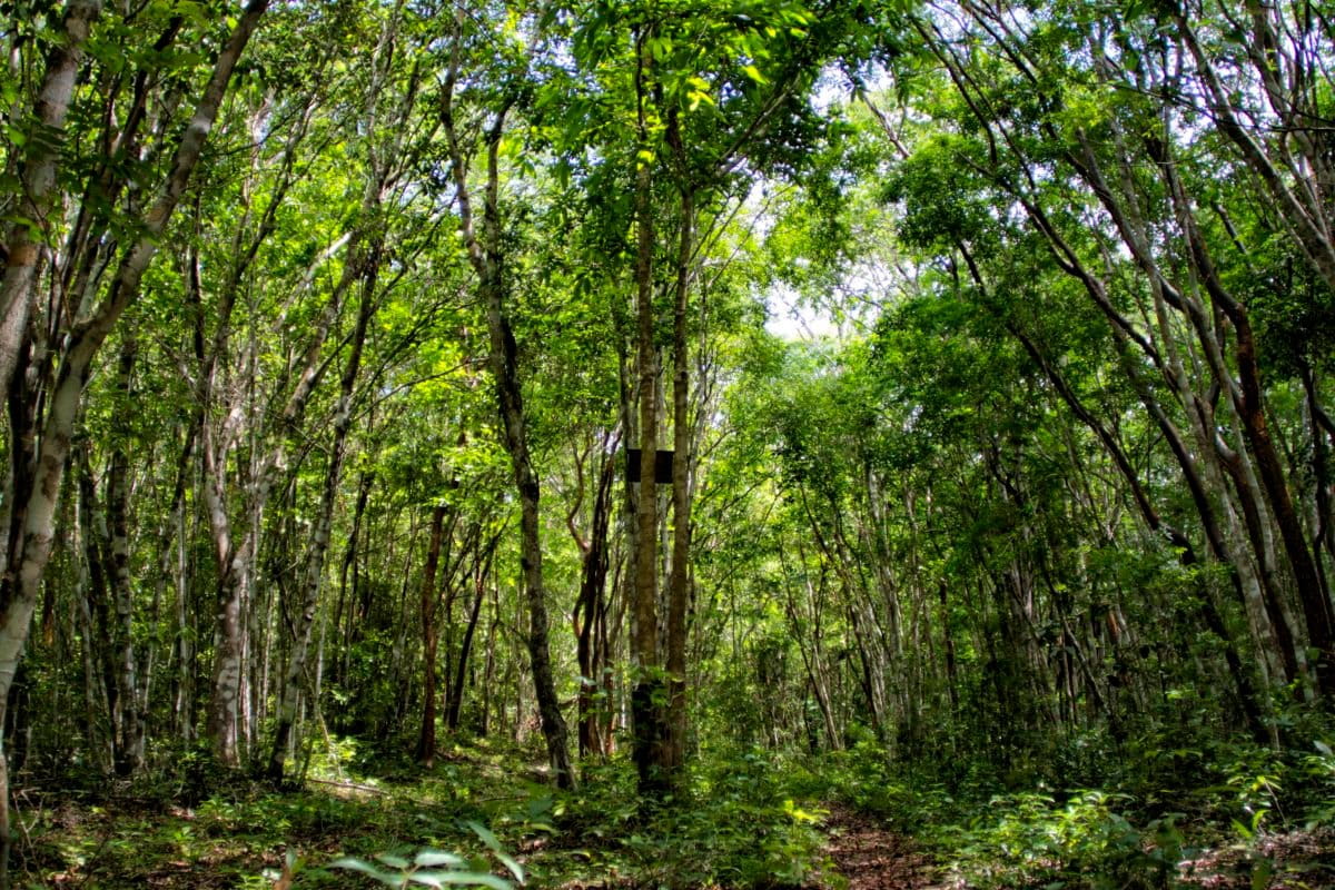 Acahuales en el ejido Nuevo Becal, Campeche