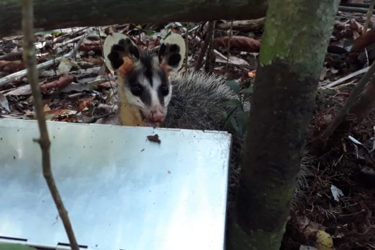 El primer registro en Colombia de la zarigüeya de orejas blancas de la guayana (Didelphis imperfecta) se dio en el parque El Tuparro. Foto: Gustavo Novoa.