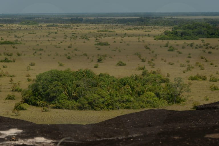 El Tuparro cuenta con sabanas secas e inundables, bosques de galería, bosques de tierra firme y afloramientos rocosos. Foto: WCS Colombia.