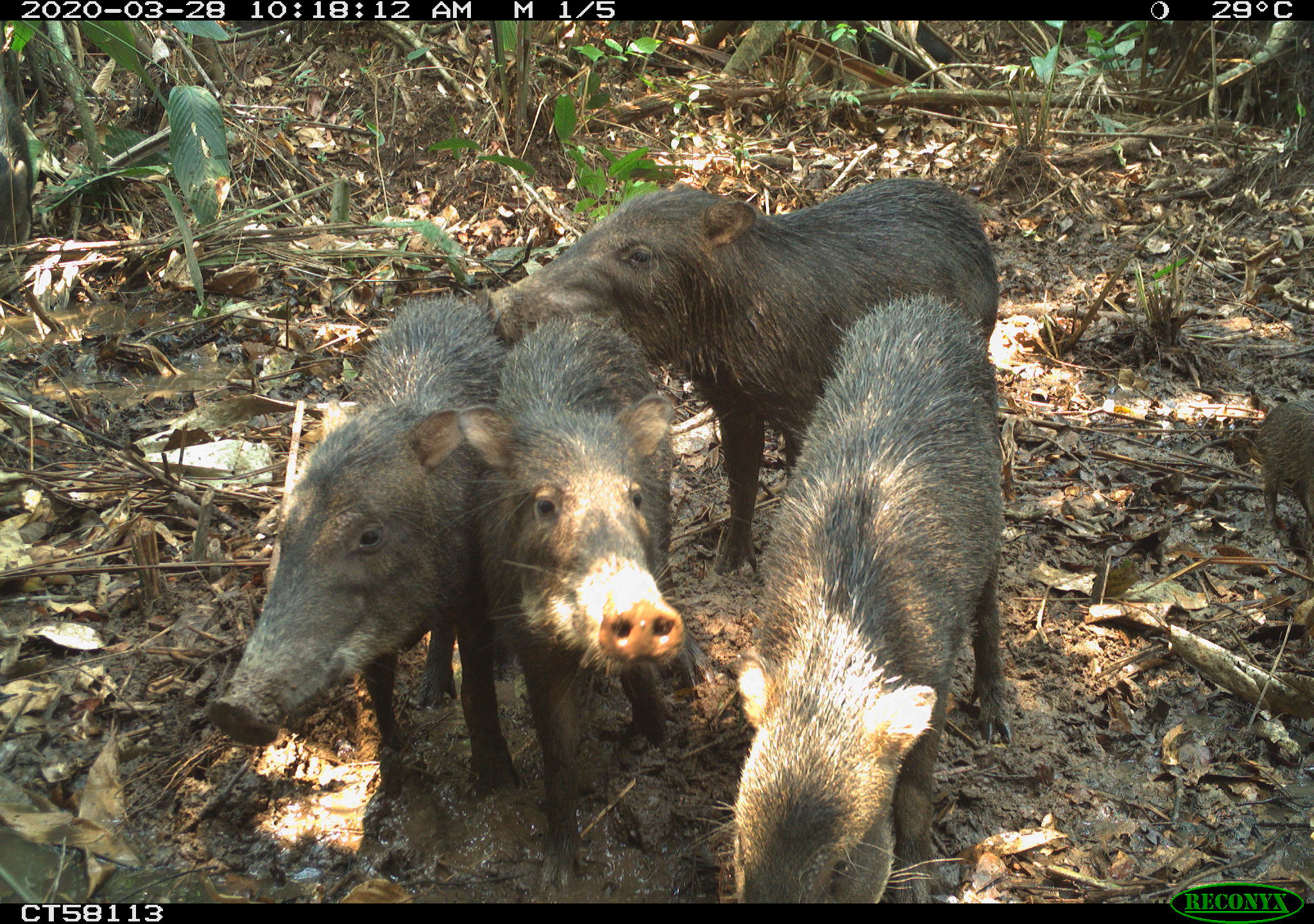 Tayassu pecari. Foto: Cámaras trampa WCS, Parque Nacional Natural El Tuparro.