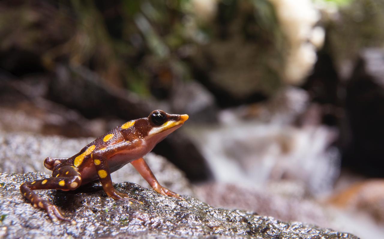 Ranas ganan a la minería. Íntag es el hogar de varias especies de ranas en peligro de extinción, la rana arlequín hocicuda es una de ellas. Fotografía de Gustavo Pazmiño.
