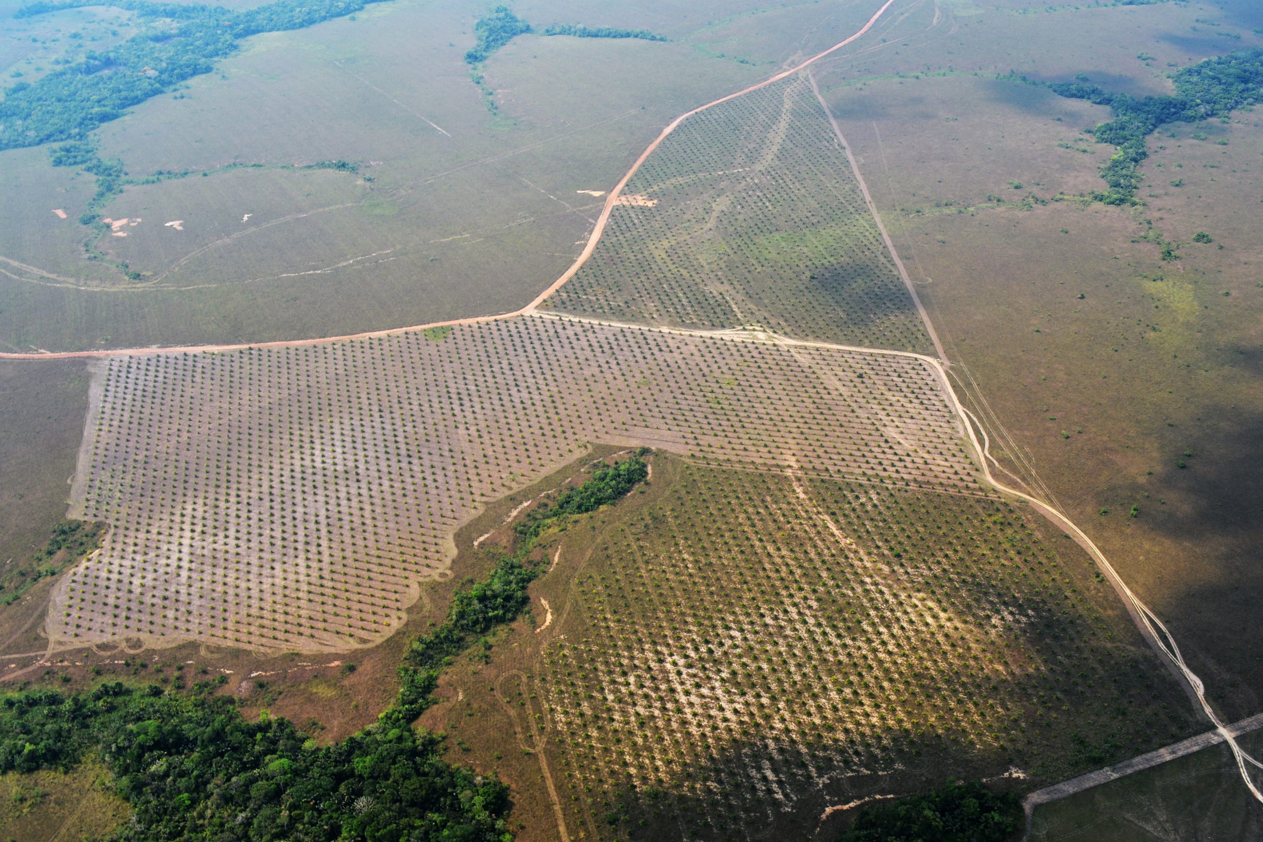 Palma ilegal en el departamento de Guaviare. Foto: Fundación para la Conservación y el Desarrollo Sostenible (FCDS).