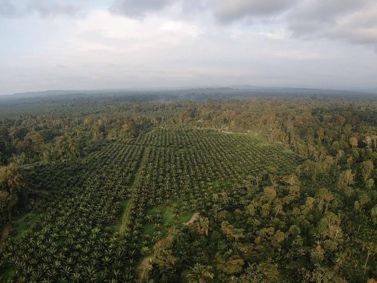 Un informe del Ministerio de Agricultura y Ganadería dice que existe una sobreposición de 251 hectáreas en la comunidad afro-ecuatoriana Barranquilla de San Javier. Fotografía de Gustavo Redín.