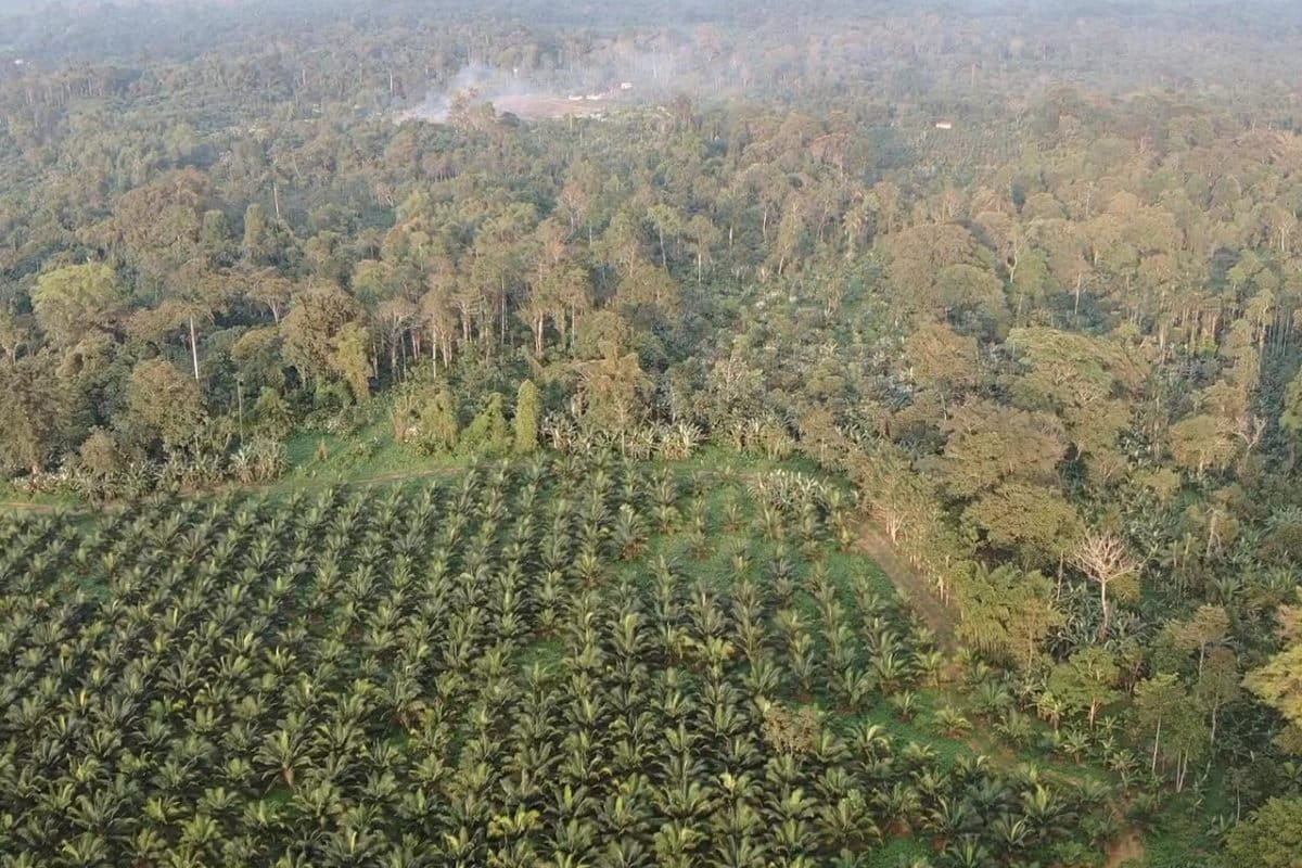 Los cultivos de Energy & Palma se encuentran en una de las zonas más biodiversas: el Chocó. Sus bosques húmedos tropicales se extienden desde Panamá hasta el noroccidente de Ecuador. Fotografía de Gustavo Redín.