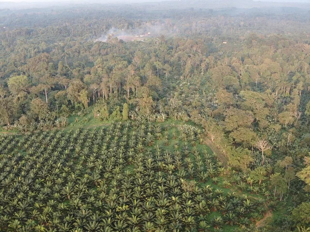 Los cultivos de Energy & Palma se encuentran en una de las zonas más biodiversas: el Chocó. Sus bosques húmedos tropicales se extienden desde Panamá hasta el noroccidente de Ecuador. Fotografía de Gustavo Redín.