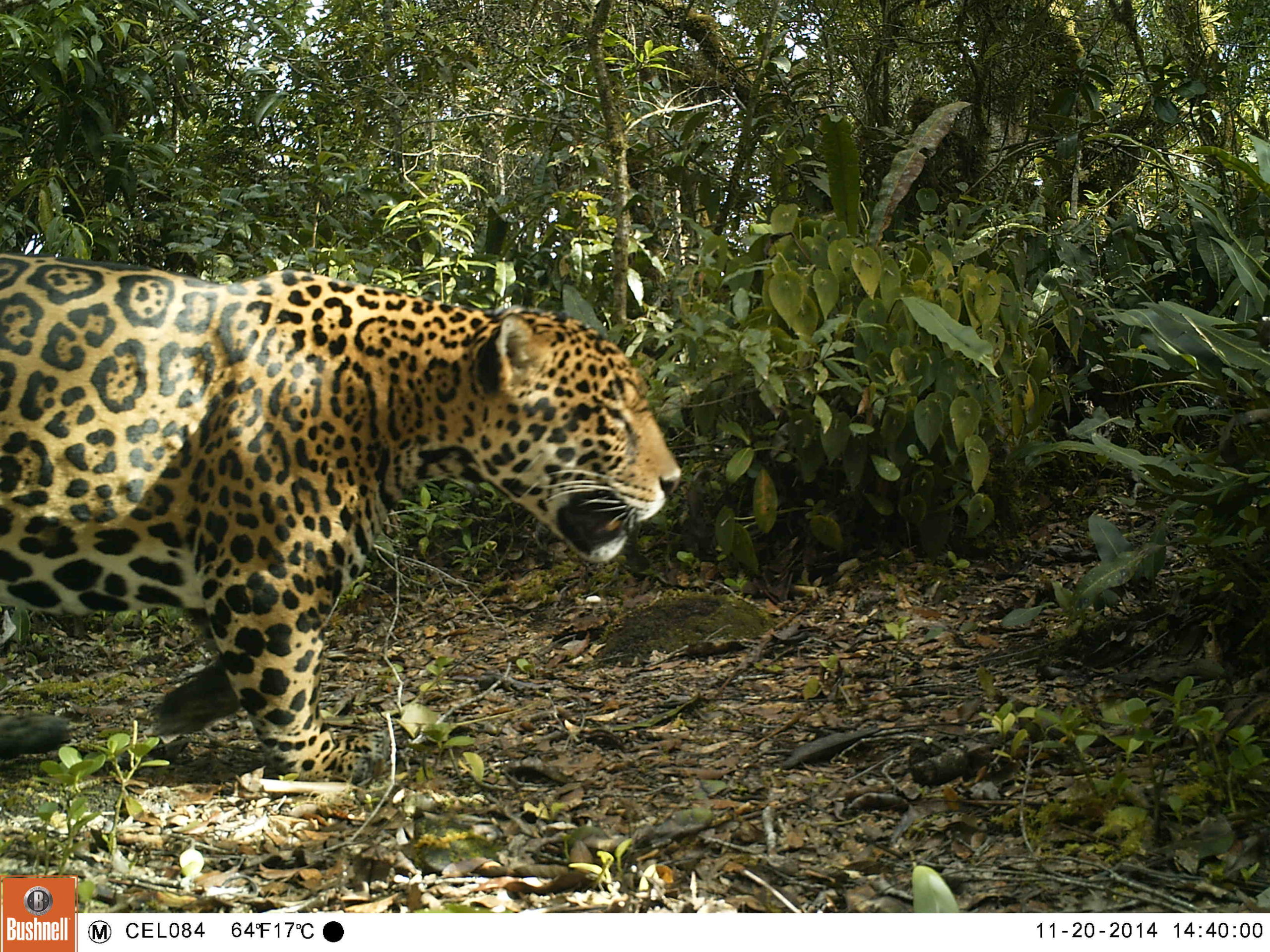 Colombia ¿cómo el jaguar se ganó un lugar en el plan de ordenamiento