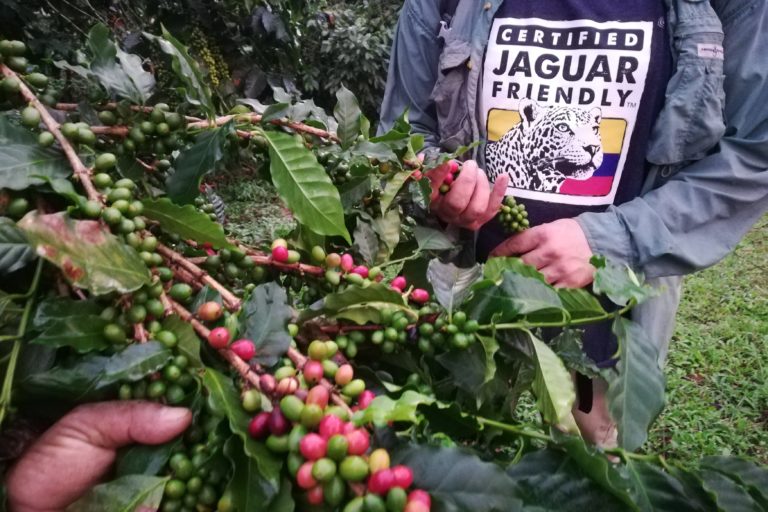 Las fincas Jaguar Friendly deben garantizar por lo menos la misma cantidad de hectáreas de café para estar dedicadas a conservación. Foto: ProCAT.